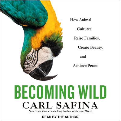 Becoming Wild: How Animal Cultures Raise Families, Create Beauty, and Achieve Peace Cover Image
