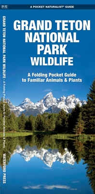 Grand Teton National Park Wildlife: A Folding Pocket Guide to Familiar Animals & Plants (Pocket Naturalist Guide) By James Kavanagh, Waterford Press, Raymond Leung (Illustrator) Cover Image