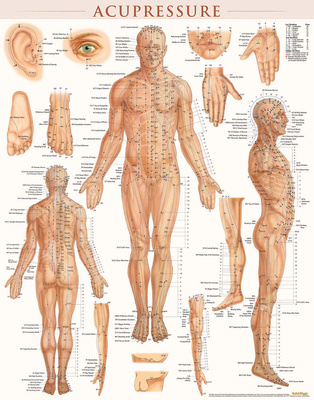 Acupressure Poster (22 X 28 Inches) - Laminated: Anatomy of Points for Acupressure & Acupunture By Vincent Perez Cover Image