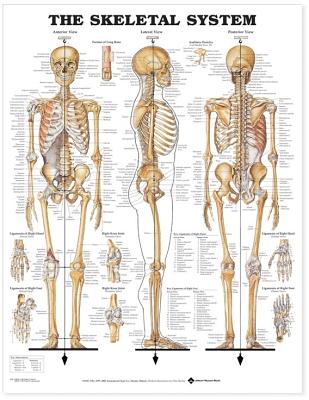 The Skeletal System 3D Raised Relief Chart (9781587790652)
