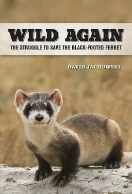 Wild Again: The Struggle to Save the Black-Footed Ferret By David S. Jachowski Cover Image