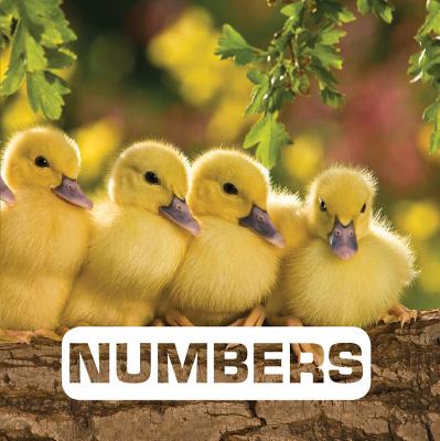 Numbers (Picture This)
