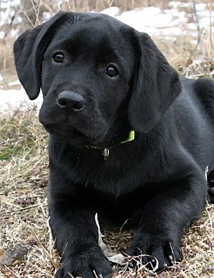 Black Labrador Puppy Notepad: Dog Wisdom Quotes (Awaiting Spring Journal 8.5x11 #1)