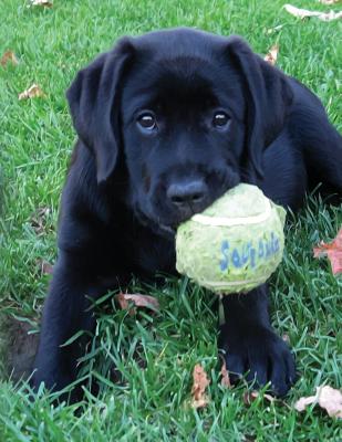Black Labrador Puppy Notebook: Dog Wisdom Quotes (Play Ball Journal 8.5x11 #1)