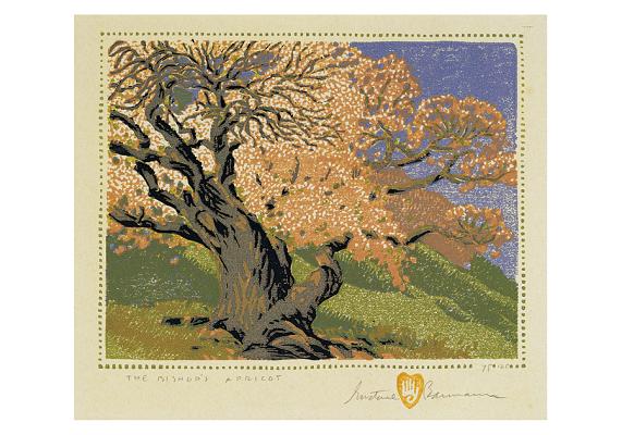 Gustave Baumann: The Bishop's Apricot Small Boxed Cards Cover Image