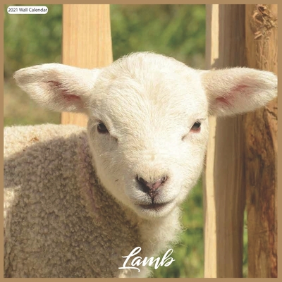 Lamb 2021 Wall Calendar: Official Sheeps 2021 Wall Calendar 18 months By Today Wall Calendars 2021 Cover Image