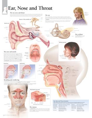 Ear, Nose & Throat Chart: Wall Chart Cover Image