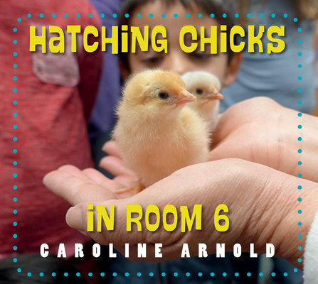 Hatching Chicks in Room 6 (Life Cycles in Room 6)