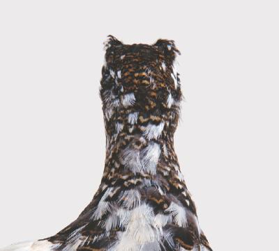Roni Horn: Bird (Hardcover) | Northshire Bookstore