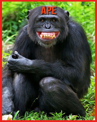 Ape: Amazing Pictures & Fun Facts on Animals in Nature By Laura Musso Cover Image