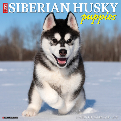 Just Siberian Husky Puppies 2023 Wall Calendar (Wall) | Copperfield's Books  Inc.