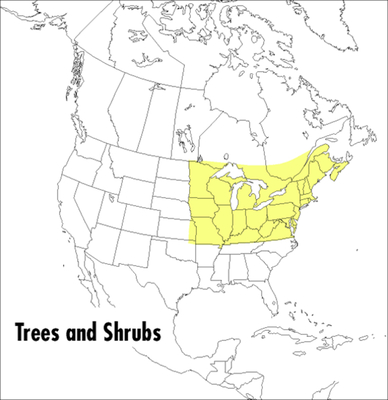 A Peterson Field Guide To Trees And Shrubs: Northeastern and north-central United States and southeastern and south-centralCanada (Peterson Field Guides) cover