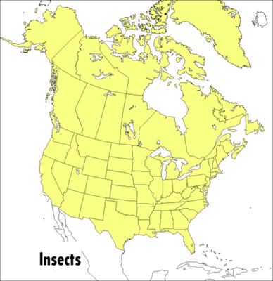 A Peterson Field Guide To Insects: America North of Mexico (Peterson Field Guides) By Donald J. Borror, Roger Tory Peterson Cover Image