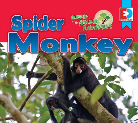 rainforest spider monkeys