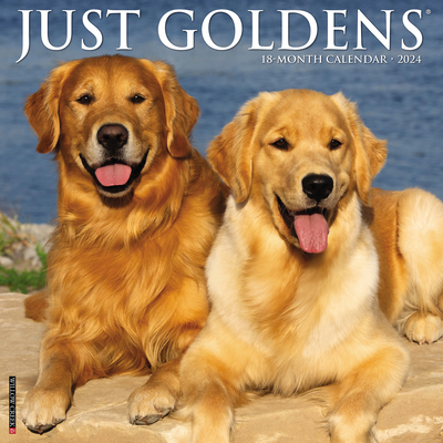 Just Goldens 2024 12 X 12 Wall Calendar By Willow Creek Press Cover Image