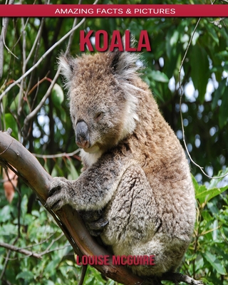 Funbaruzu Plush Koala BIG Size VRT42895(6a)