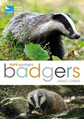 RSPB Spotlight: Badgers By James Lowen Cover Image