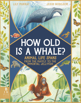 How Old Is a Whale?: Animal Life Spans from the Mayfly to the Immortal Jellyfish By Lily Murray, Jesse Hodgson (Illustrator) Cover Image