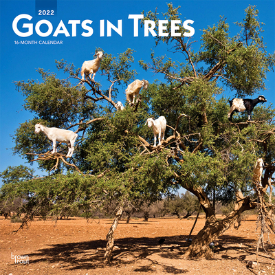 Goats in Trees 2022 Square Cover Image