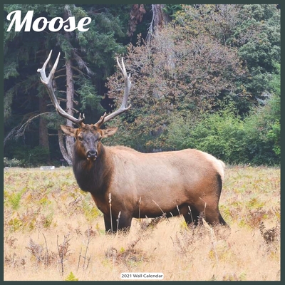 Moose 2021 Wall Calendar: Official ELK Moose Calendar 2021 By Today Wall Calendrs 2021 Cover Image
