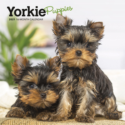 Yorkshire Terrier Puppies 2021 Mini 7x7 Other Copperfield S Books Inc