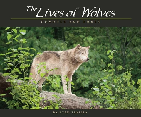 Lives of Wolves, Coyotes and Foxes Cover Image