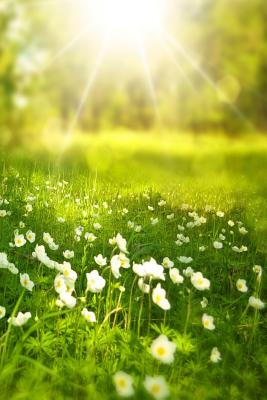 Spring: Spring Is One of the Four Conventional Temperate Seasons, Following Winter and Preceding Summer. There Are Various Tec Cover Image