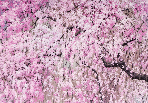 Cherry Blossoms Note Cards  Cover Image