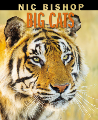 Nic Bishop Big Cats By Nic Bishop, Nic Bishop (Illustrator) Cover Image