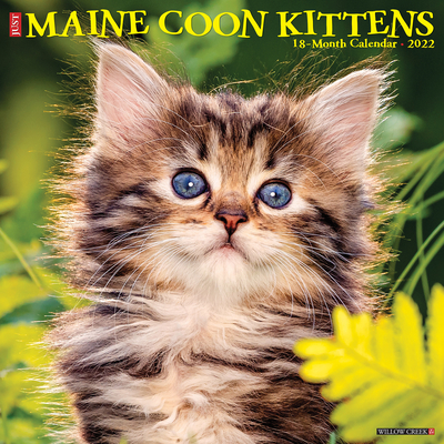 Just Maine Coon Kittens 2022 Wall Calendar (Cat Breed) Cover Image