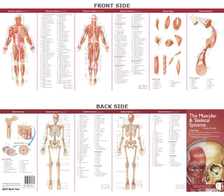 Anatomical Chart Company's Illustrated Pocket Anatomy: The Muscular & Skeletal Systems Study Guide Cover Image