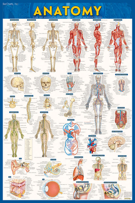 Anatomy Poster (24 X 36) - Paper: A Quickstudy Reference Cover Image