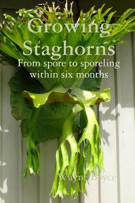 Growing Staghorns from Spore By Wayne Boyce Cover Image