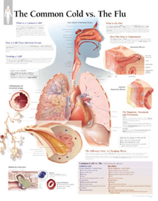 The Common Cold Vs Flu Chart: Laminated Wall Chart Cover Image