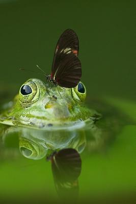Frog and a Friend: There Are Over 20,000 Species of Butterflies in the World. Cover Image
