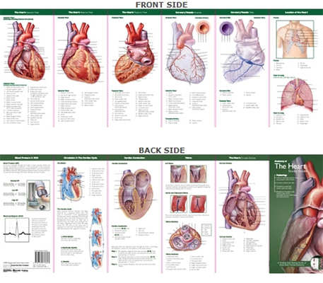Anatomical Chart Company's Illustrated Pocket Anatomy: Anatomy of The Heart Study Guide Cover Image