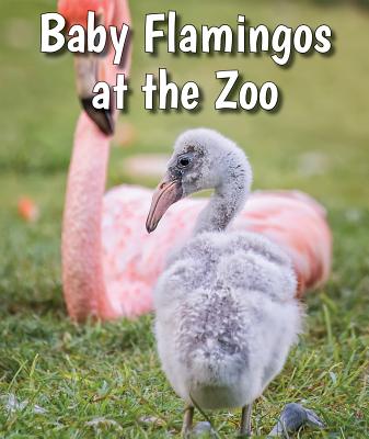 Baby Flamingos at the Zoo (All about Baby Zoo Animals)