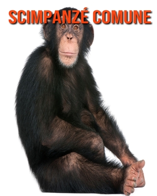 Scimpanzé comune: Immagini bellissime e fatti interessanti Libro per bambini sui Scimpanzé comune By Katie Mercer Cover Image