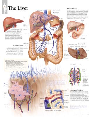 The Liver Chart: Wall Chart Cover Image