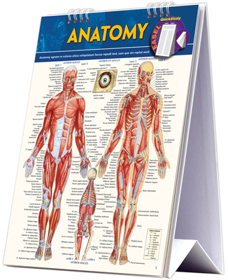 Anatomy Easel Book: A Quickstudy Reference Tool By Vincent Perez Cover Image
