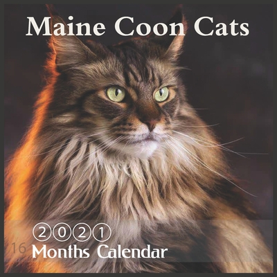 Maine Coon Cats 2021: Wall & Office Calendar, 16 Month mainecoon Calendar with Major Holidays By Animal Lover Publishing Cover Image