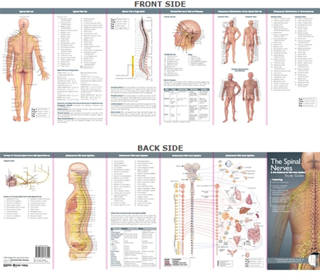 Anatomical Chart Company's Illustrated Pocket Anatomy: The Spinal Nerves & the Autonomic Nervous System Study Guide Cover Image