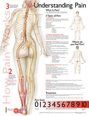 Understanding Pain Anatomical Chart Cover Image
