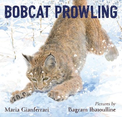 Bobcat Prowling By Maria Gianferrari, Bagram Ibatoulline (Illustrator) Cover Image