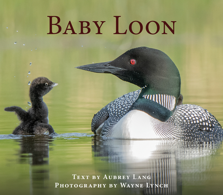 Baby Loon (Nature Babies) By Aubrey Lang, Wayne Lynch (Photographer) Cover Image