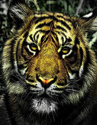 Tiger Notebook: 8.5 X 11 202 Wide Ruled Pages Cover Image