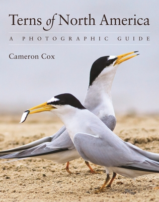 Terns of North America: A Photographic Guide By Cameron Cox Cover Image