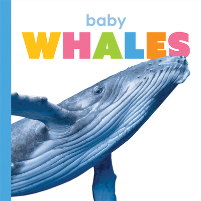 Baby Whales (Starting Out)