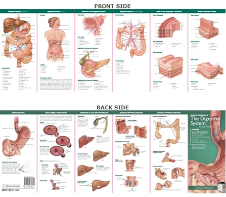 Anatomical Chart Company's Illustrated Pocket Anatomy: Anatomy & Disorders of The Digestive System Study Guide Cover Image