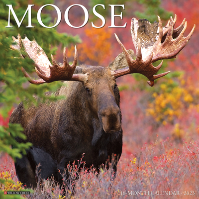 Moose 2023 Wall Calendar By Willow Creek Press Cover Image